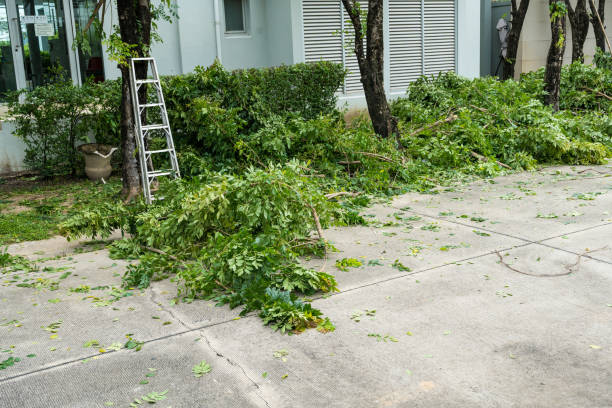 How Our Tree Care Process Works  in  Cheverly, MD